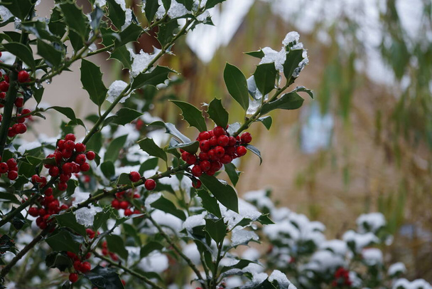 Ilex aquifolium under the snow in December. Ilex aquifolium, the holly, common holly, English holly, European holly, or occasionally Christmas holly, is a species of flowering plant in the family Aquifoliaceae. Berlin, Germany - Photo, Image
