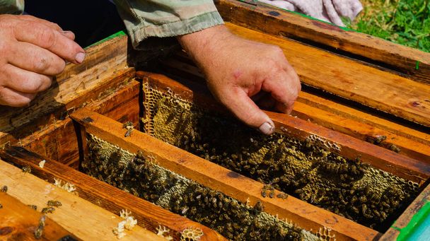 El apicultor trabaja en el colmenar. Colmena y producción de miel. Trabajar en casa apiary. Enjambre de abejas. - Foto, Imagen