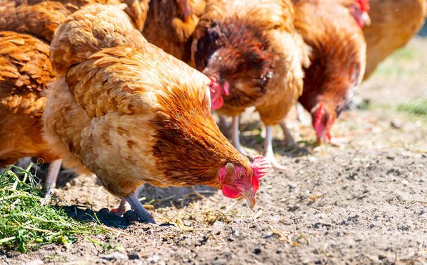 Κοτόπουλα σε παραδοσιακό αγρόκτημα πουλερικών ελεύθερης βοσκής. - Φωτογραφία, εικόνα