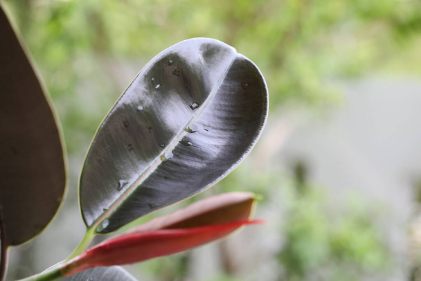 Indian Rubber Tree leaf closeup - Fotoğraf, Görsel