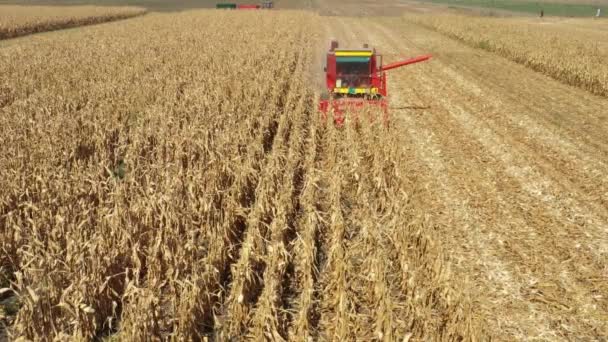 Above, view of agricultural harvester as cutting and harvesting mature corn on farm fields. - Video