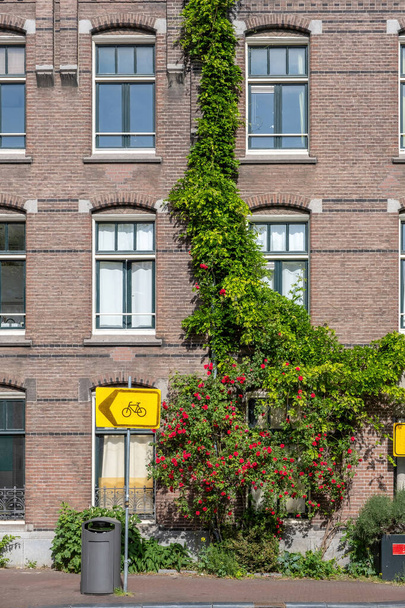 Amsterdam edificio muro di mattoni rossi con rampicante pianta verde con fiore. Pavimento con bidone della spazzatura, cartello direzione per pista ciclabile in Olanda Paesi Bassi. Verticale - Foto, immagini