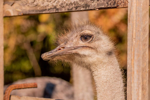 A closeup portrait of a common ostrich (Struthio camelus) - Foto, afbeelding