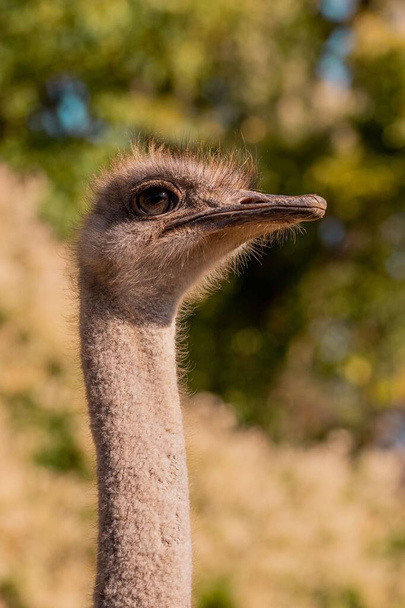 A closeup portrait of a common ostrich (Struthio camelus) - Foto, immagini
