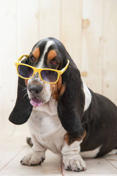 A vertical shot of a basset hound with a sunglasses - Fotoğraf, Görsel