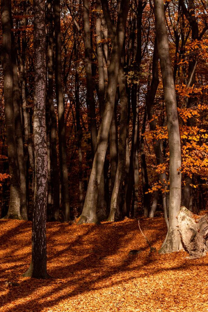 Uzun ağaçlarla dolu bir sonbahar ormanının güzel manzarası. - Fotoğraf, Görsel