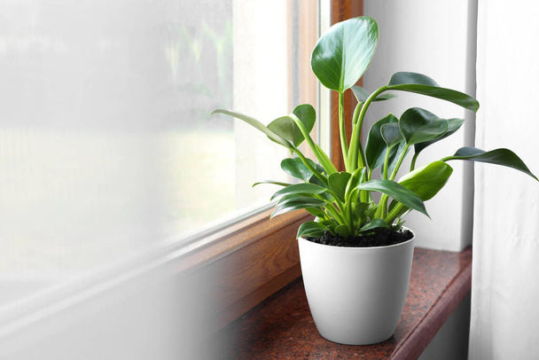 Beautiful green houseplant on window sill indoors, space for text - Foto, Imagem