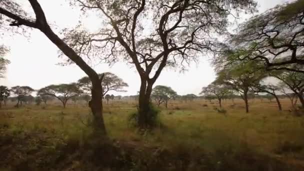 Afrika bozkırında ağaçların yan görüntüsü, arabadan görülüyor. Yüksek kaliteli HD görüntüler - Video, Çekim
