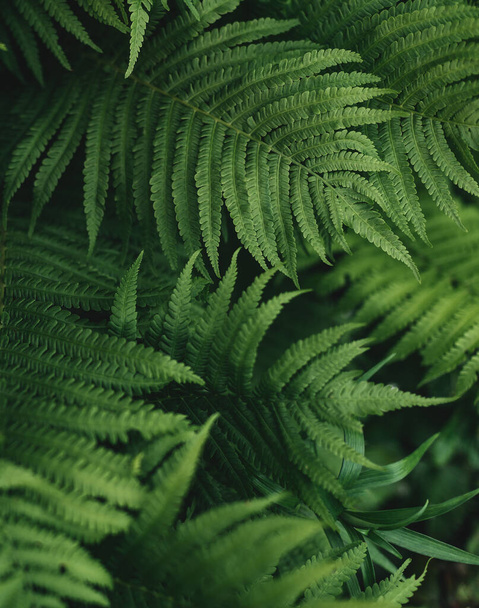 green fern leaves petals background. Vibrant green foliage. Tropical leaf. Exotic forest plant. Botany concept. Ferns jungles close up. jungle atmosphere and calm zen meditation - Photo, image