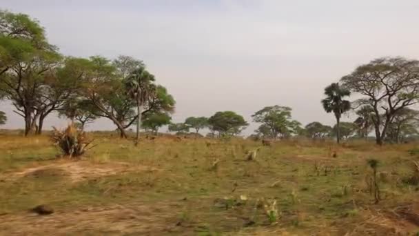 Lado caliente desde el coche de la pradera africana con árboles en el fondo. Imágenes HD de alta calidad - Metraje, vídeo