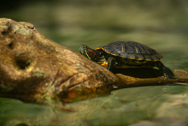 Red eared Slider, Trachemys scripta elegans stand on branch in water. - Foto, immagini