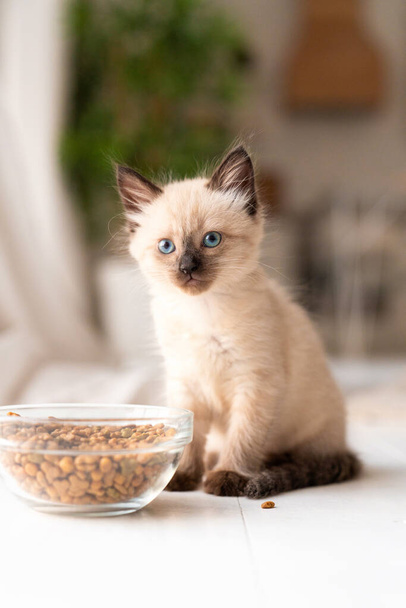 A small kitten near a plate with dry food does not want to eat. The cat got sick. Siamese or Thai cat breed. High quality photo - Photo, image
