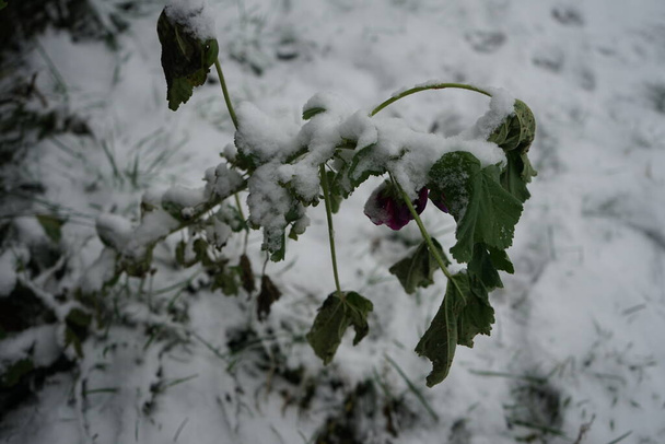 De wilde kaasjeskruid, Malva sylvestris, onder de sneeuw in december. Malva sylvestris is een geslacht van kaasjeskruid uit de familie Malvaceae. Berlijn, Duitsland - Foto, afbeelding