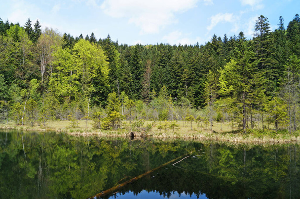 A view of a mountain lake surrounded by tall green trees in the Carpathian mountains on a spring day - Photo, image