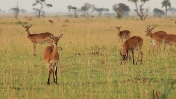 Slow motion of herd of impalas looking at camera in African prairie. High quality HD footage - Felvétel, videó