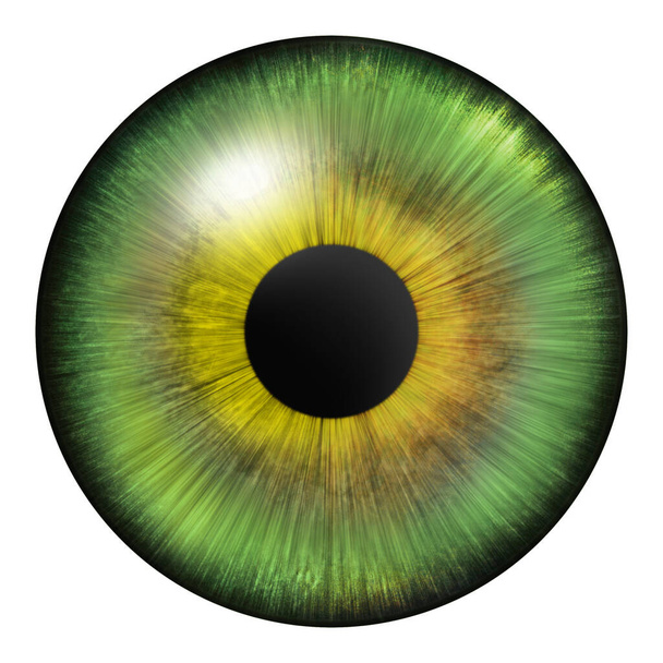 Iris of the eye. Human iris. Eye illustration. Green eye. Creative digital graphic design. - Foto, Imagen