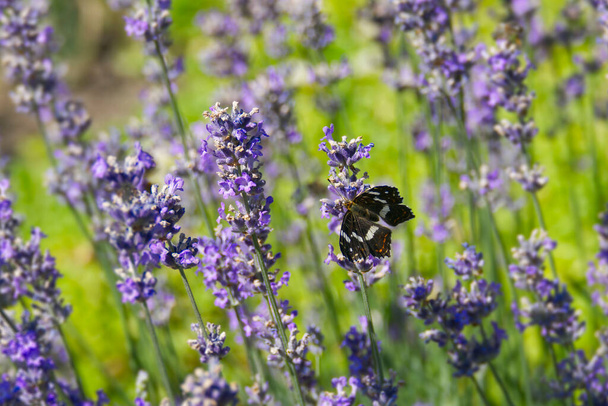 Map butterfly (Araschnia levana) with open wings sitting on lavender in Zurich, Switzerland - Photo, Image
