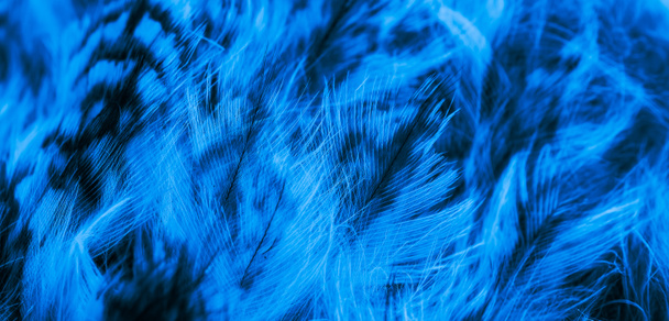 plumas de búho azul y negro fondo o textura - Foto, Imagen