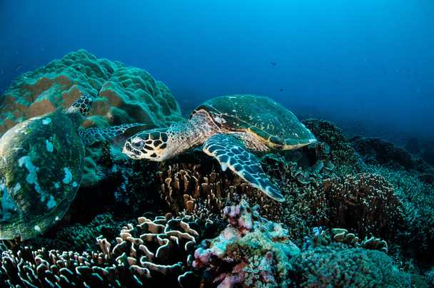 ギリ、ロンボク島、ヌサ ・ トゥンガラ州バラット、インドネシア水中写真のサンゴ礁の休憩タイマイ海のペア - 写真・画像