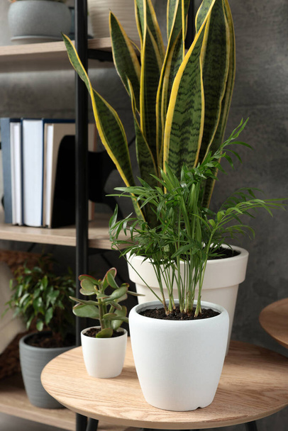 Beautiful house plants on wooden table indoors. Home design idea - Fotoğraf, Görsel
