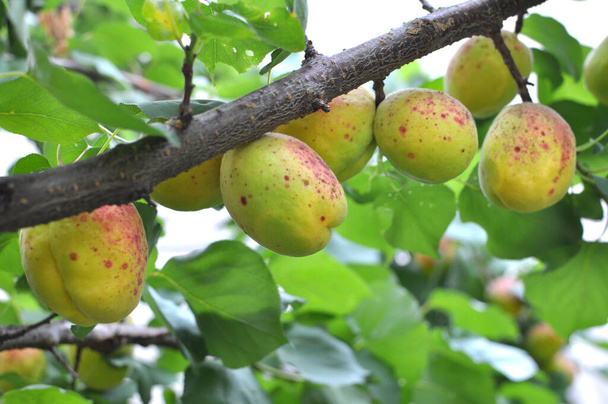 Apricots ripen on a tree branch in the orchard - Photo, Image