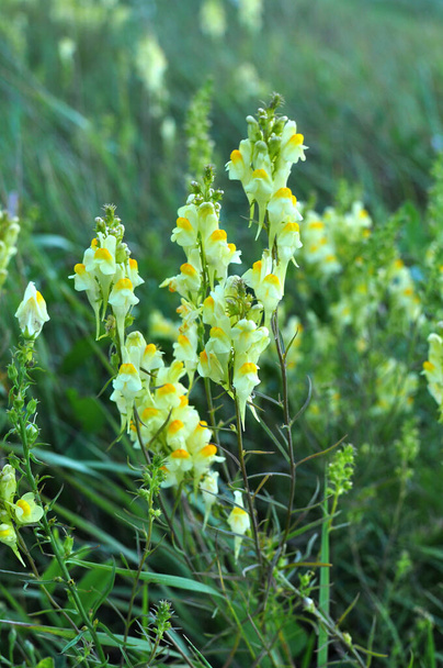 Linaria vulgaris kvete ve volné přírodě mezi travinami - Fotografie, Obrázek