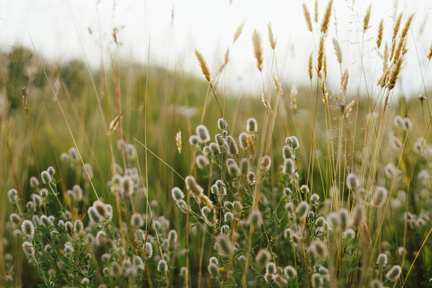 Wild herbs in summer meadow. Fluffy Rabbit foot clover in grasslands in evening countryside. Trifolium arvense. Floral wallpaper, atmospheric image - Foto, Imagen