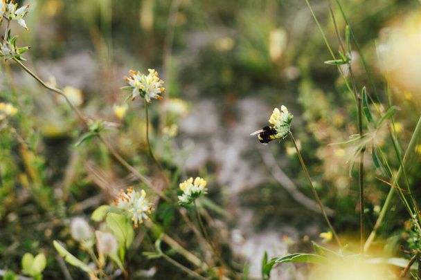 Hommel op gele wilde bloem in de zomerweide. Bumble bee bestuiving anthyllis vulneraria van dichtbij. Bestuiving en verzamelen van honing nectar concept. Bijen op bloem, atmosferische afbeelding - Foto, afbeelding