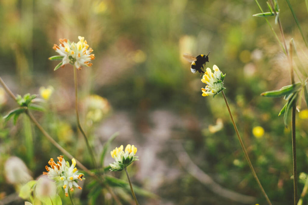 Hommel vliegt naar gele wilde bloem in de zomerweide. Bestuiving en verzamelen van honing nectar concept. Bumble bee bestuiving anthyllis vulneraria van dichtbij. Bijen op bloem - Foto, afbeelding