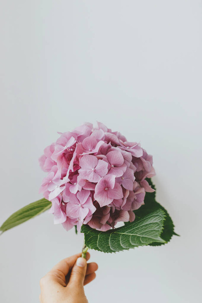 Beautiful hydrangea in hand. Florist holding pink hydrangea flower  on white background. Mothers day or wedding arrangement. Minimal stylish bouquet, moody image - Photo, image