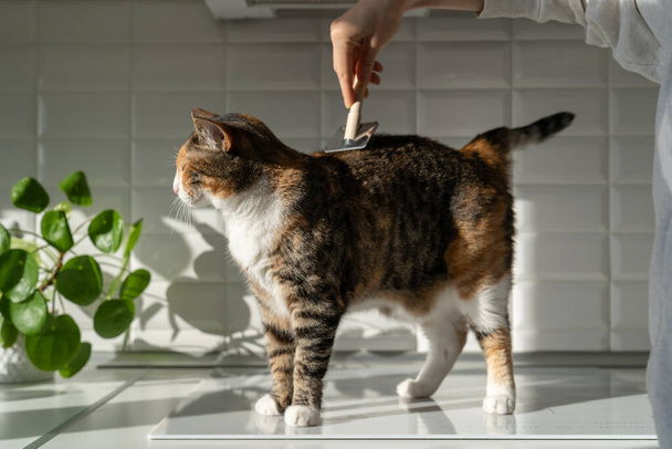 Szoros kép nő fésülködő szőrme macska ecsettel a konyhában. Nő vigyáz kisállat szőrtelenítés otthon. Macska ápolás, fésülködés gyapjú, higiéniai koncepció.  - Fotó, kép