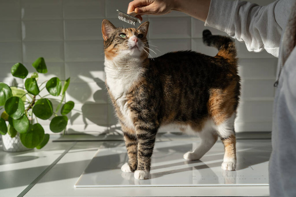 Closeup of woman combing fur cat with brush in the kitchen. Female taking care of pet removing hair at home. Cat grooming, combing wool, hygiene concept.  - Photo, Image