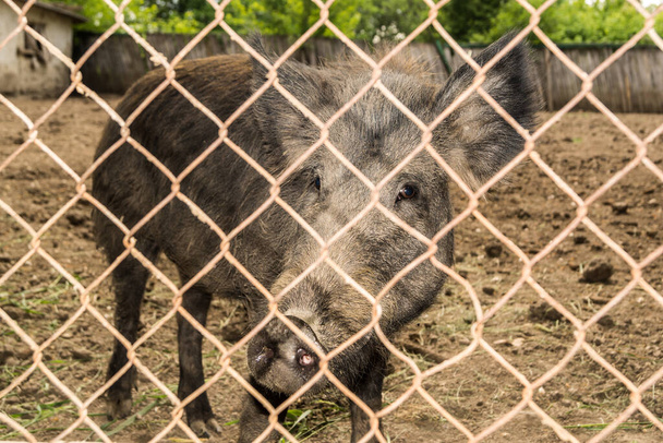 Маленька дика свиня закрита в паркані, за сіткою. Кабан дивиться на нас через залізну сітку
. - Фото, зображення