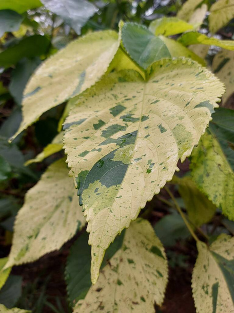 Leaf of Acalyphaor copperleafandthree seeded mercury. It is agenusofflowering plantsin thefamilyEuphorbiaceae. - Foto, afbeelding