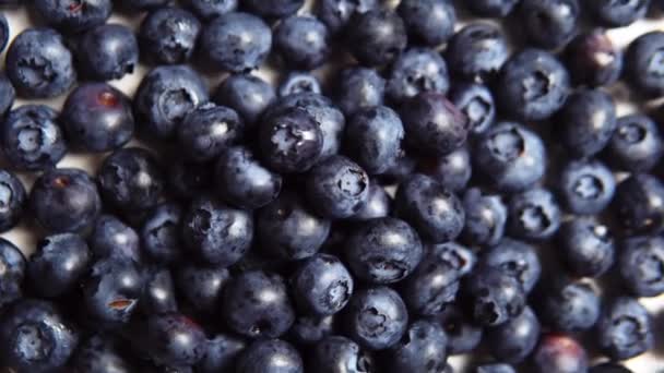 Bunch with ripe juicy blueberry. Fresh berries. - Video