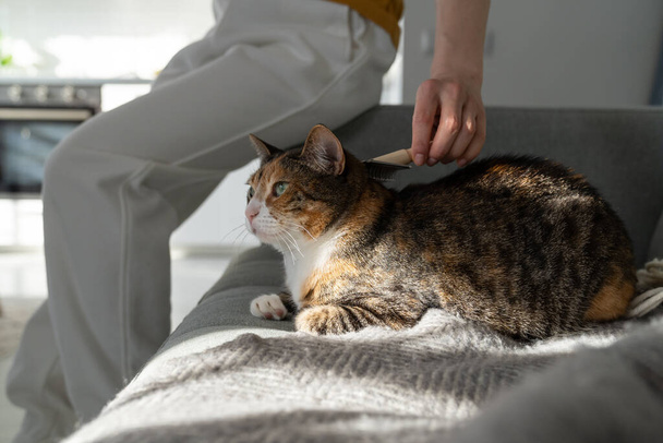 Closeup of woman combing fur cat with brush, sitting on sofa. Female taking care of pet removing hair at home. Cat grooming, combing wool, hygiene concept.  - Photo, Image
