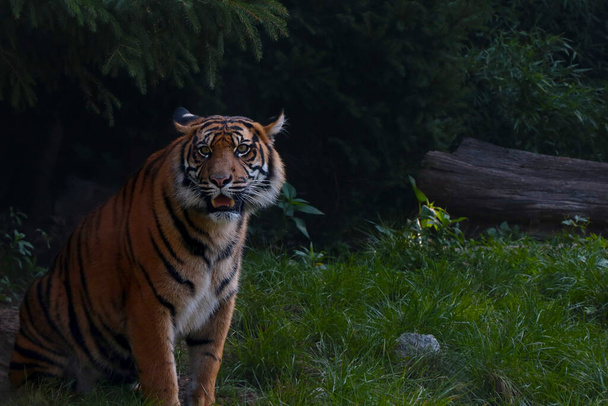 Close-up de um belo tigre com uma boca aberta - Foto, Imagem