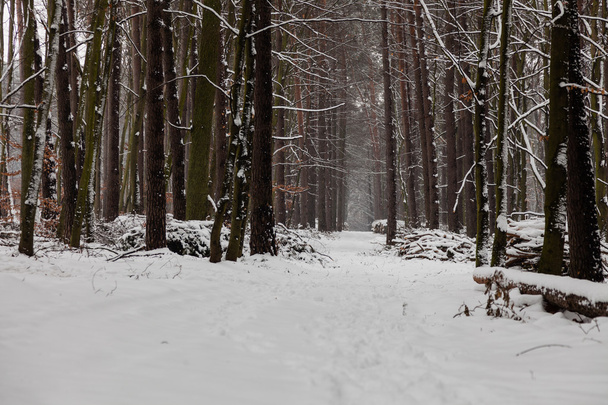 Alley  in winter forest. - Fotoğraf, Görsel