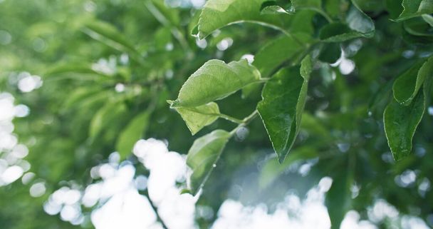 Summer green leaves. Sunny day foliage. Morning nature. Closeup of lush apple trees in bokeh light on blur forest environment background. - Photo, image