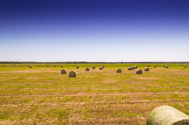 Summer farm scenery with haystacks and bales of hay. Field landscape with rolls scattered around. Agriculture panoramic photo with rural harvest landscape. Grass and wheat rolls left in a field.  - Fotó, kép