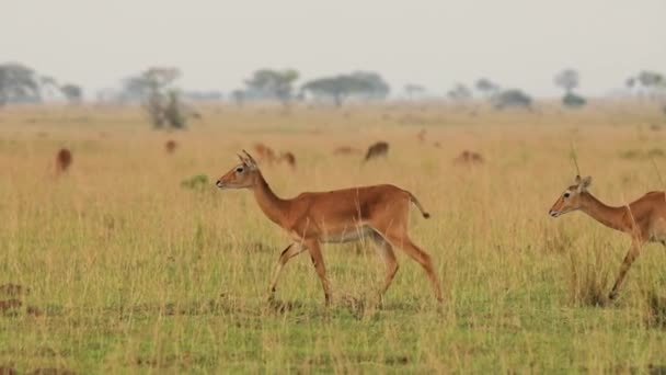 Mouvement lent de deux cerfs marchant et trottant dans la prairie africaine. Des images HD de haute qualité - Séquence, vidéo