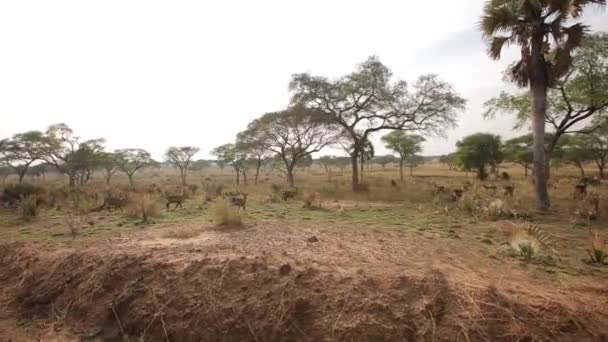 Kazık sürüsünün yan görüntüsü, arka planda ağaçlarla Afrika çayırlarında zıplayan geyikler. Yüksek kaliteli HD görüntüler - Video, Çekim