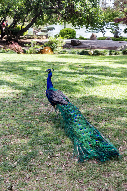 peacock in the park - Фото, изображение