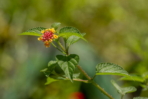 Flowers and leaves of the lantana camara plant, pink flower clusters with yellow tips, heart-shaped leaves with rough texture, mountainous natural vegetation with cool air - Fotoğraf, Görsel