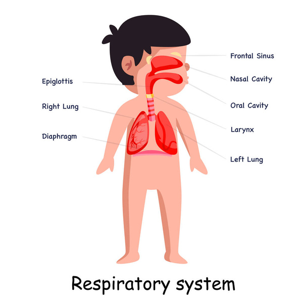 Breathing respiratory system body system anatomical internal organ lungs graphic illustration in vector - Vektor, kép