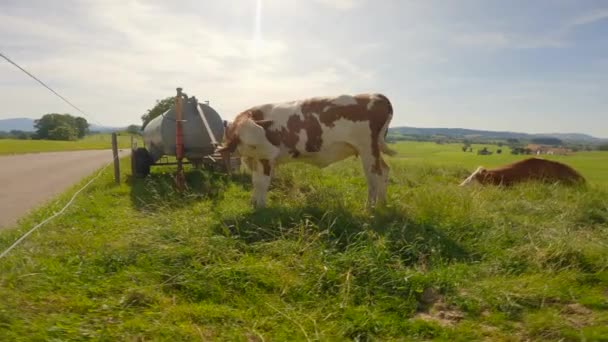 Temat zwierząt gospodarskich i produktów mlecznych w Niemczech. Rolnictwo i hodowla bydła w Bawarii. Słodkie krowy w kołysce w Alpach. Ciekawa krowa patrzy w kamerę w słoneczną letnią pogodę. Krowy pasące się w górach - Materiał filmowy, wideo