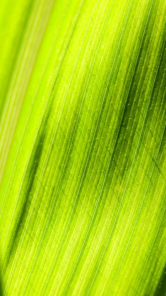 vertical macro shot of curved lines on a fresh green leaf  - 写真・画像