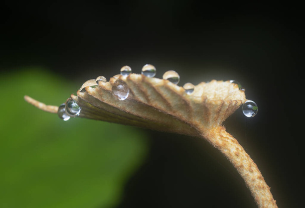 close shot of the water droplets hanging on the leaves or grass. - Photo, image