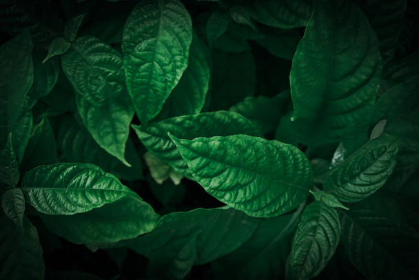 Abstract dramatic tone green leaves. Textured background. - Valokuva, kuva