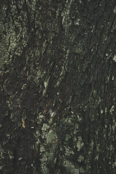 embossed texture background of brown bark - Photo, Image